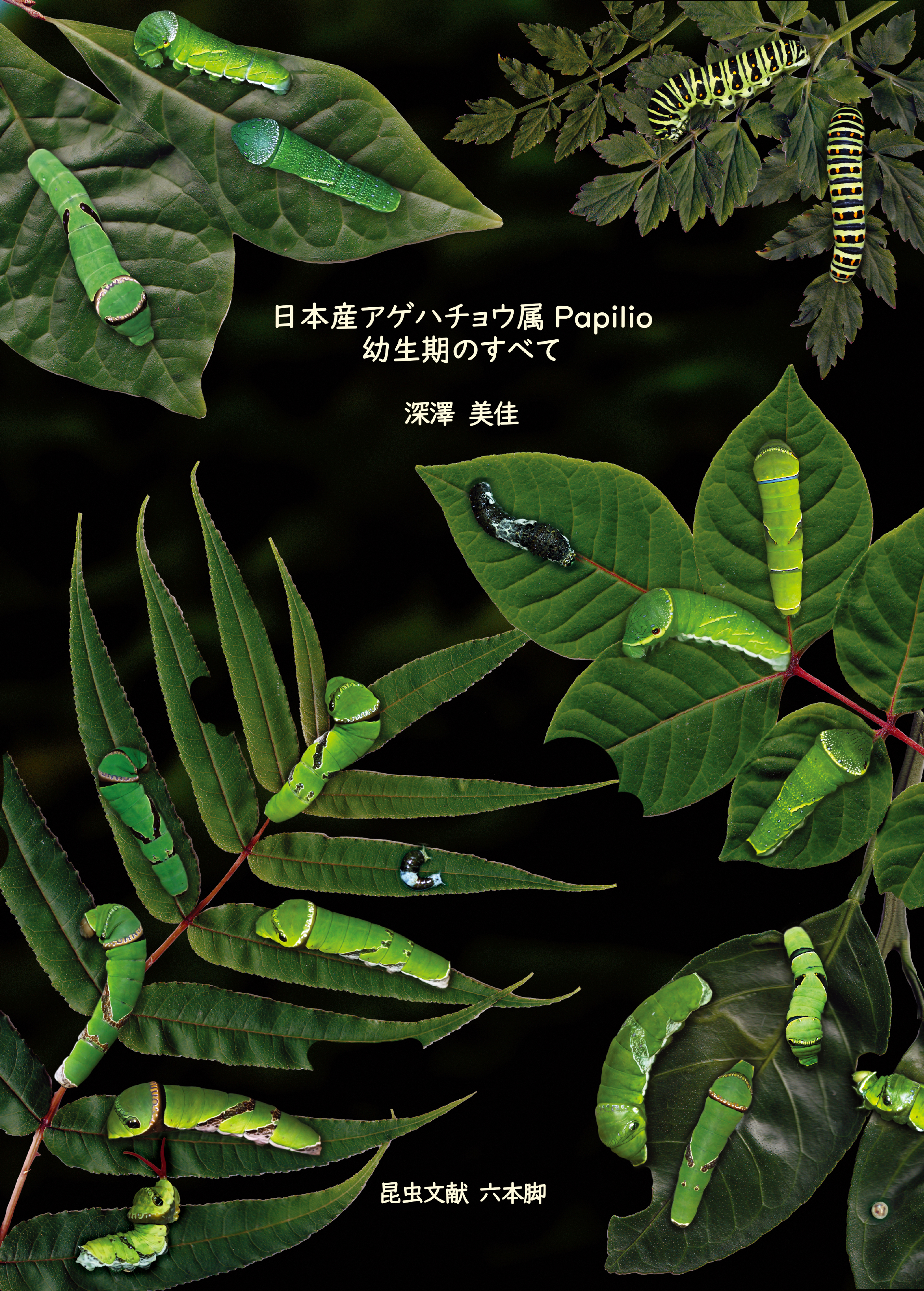 日本産アゲハチョウ属Papilio幼生期のすべて - Roppon-Ashi